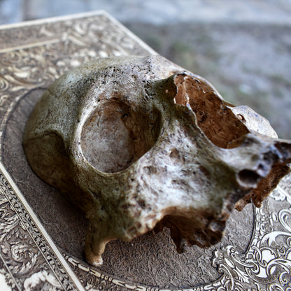 Handmade Human Skull Replica